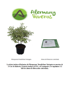 Oferta de 40 pittosporum tenuifolium variegata M-15 200626
